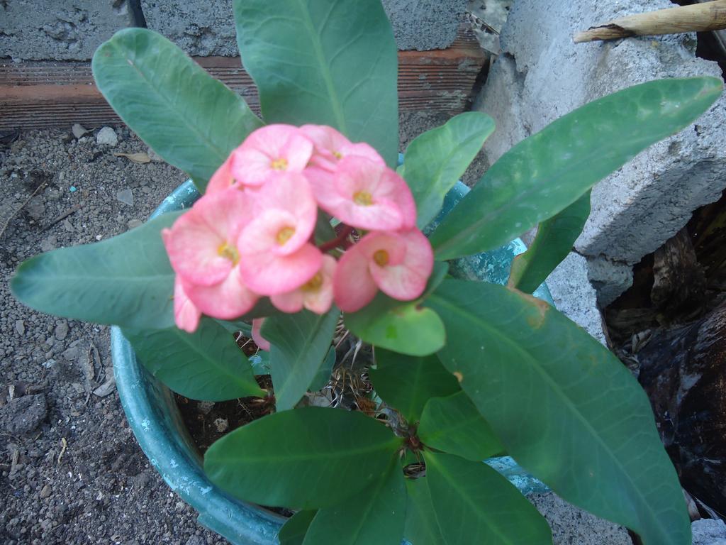 Posada Sunshine Paradise Providencia Island Екстериор снимка