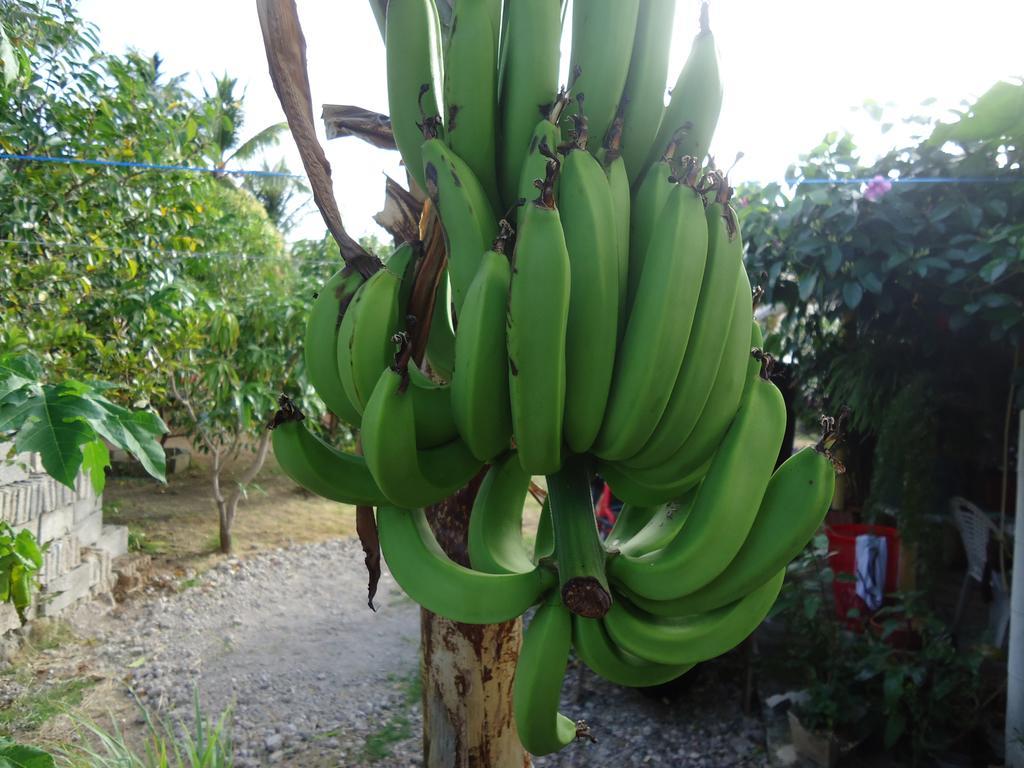 Posada Sunshine Paradise Providencia Island Екстериор снимка
